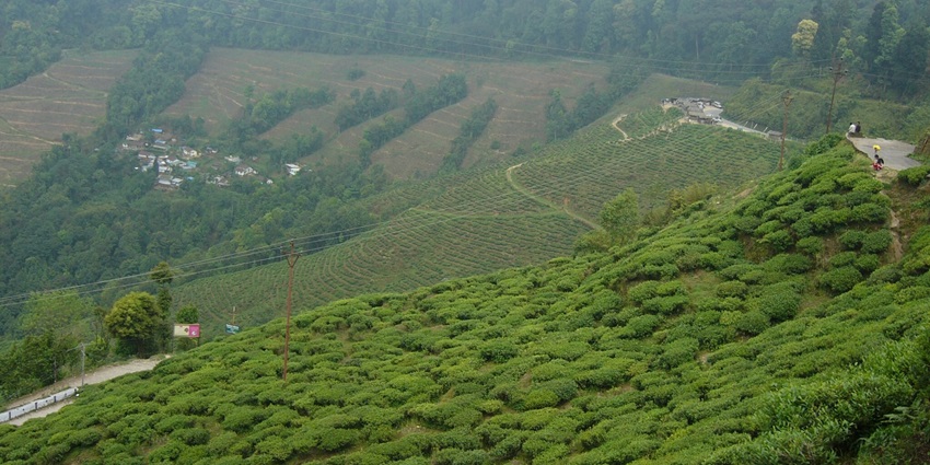 Makaibari Estate